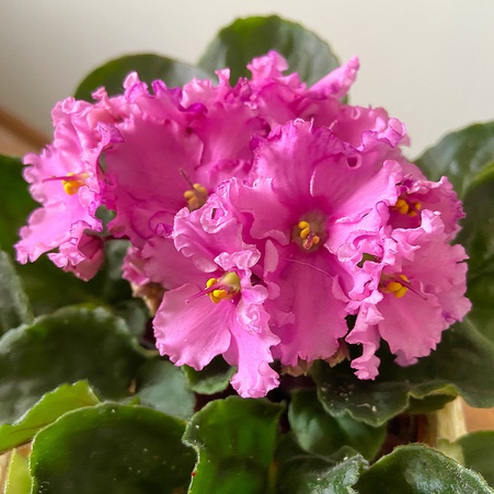 Фіалка в кошику