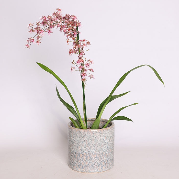 Орхидея Онцидиум в горшке