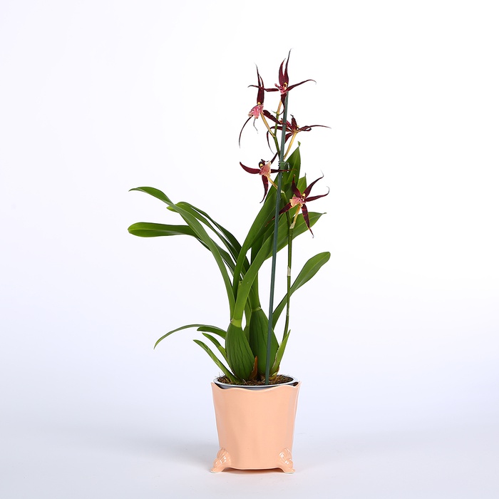 Орхідея Брасія в горшку