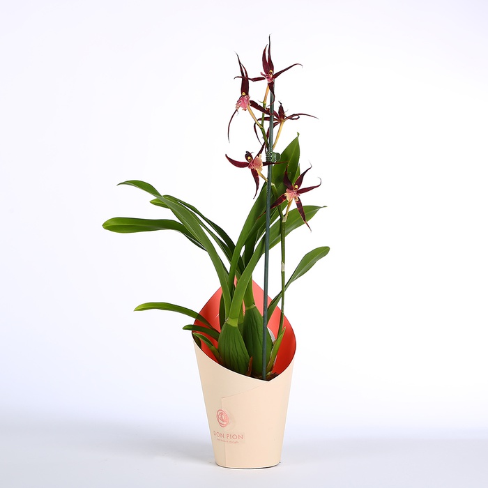 Орхідея Брасія в горшку