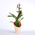 Орхідея Брасія в горшку