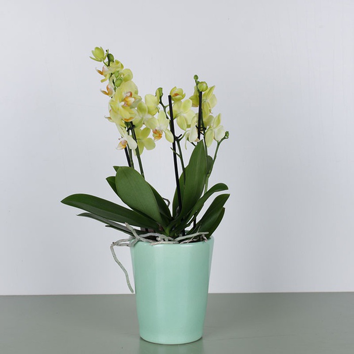 Орхідея мультифлора