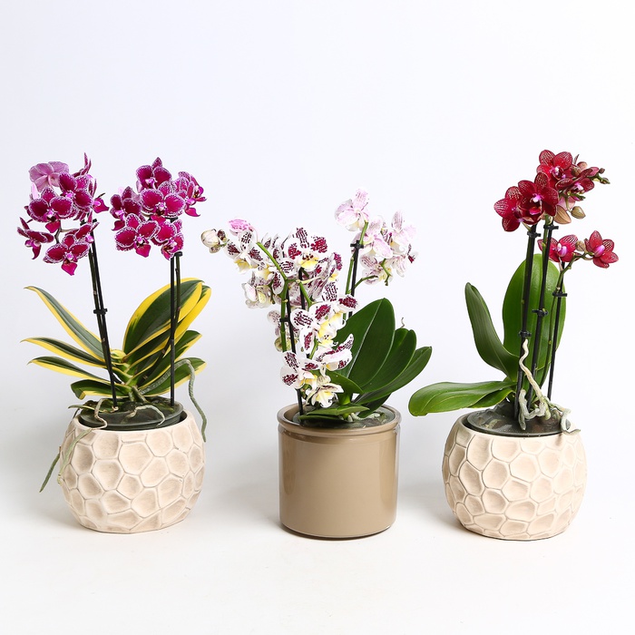 Орхідея мультифлора