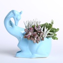 Суккуленты в кашпо Жираф