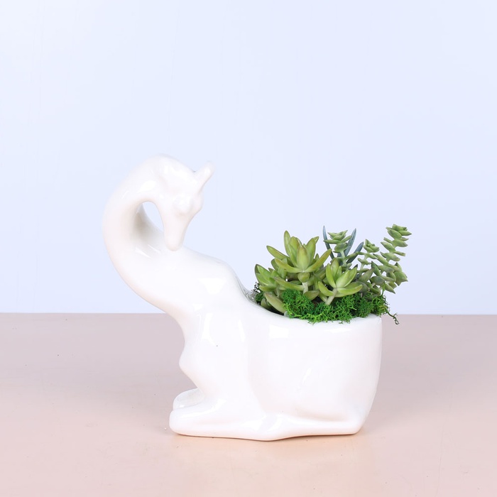 Суккуленты в кашпо Жираф