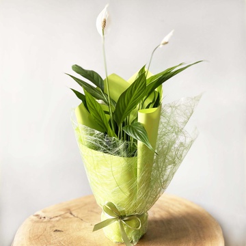 Спатіфілум в горшку і зеленій упаковці