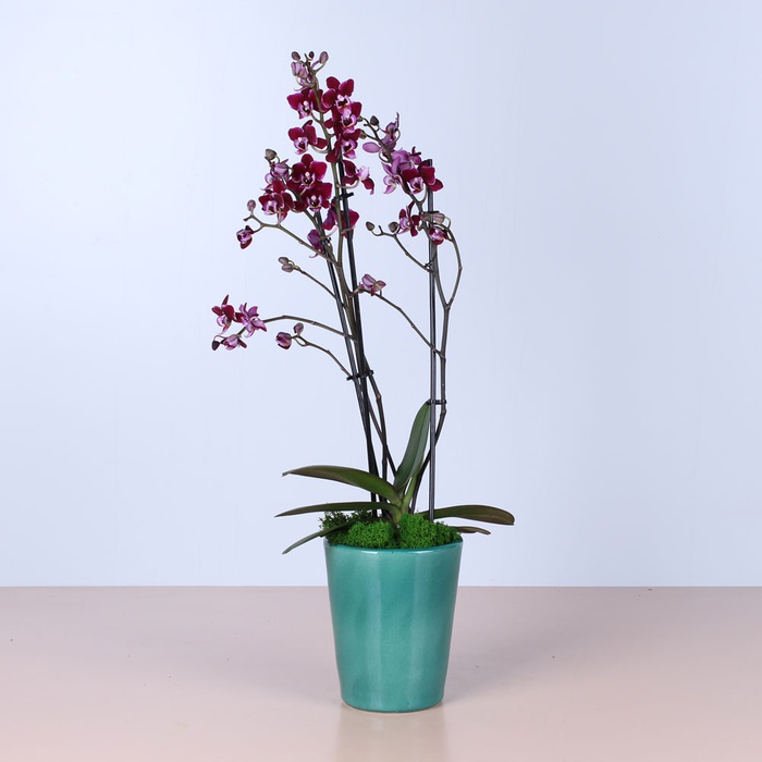 Сет в кашпо "Дом"