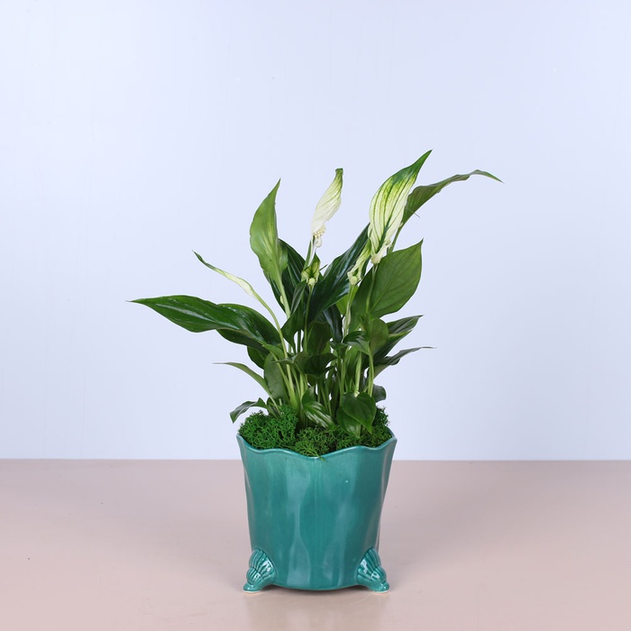 Сет в кашпо "Дом"