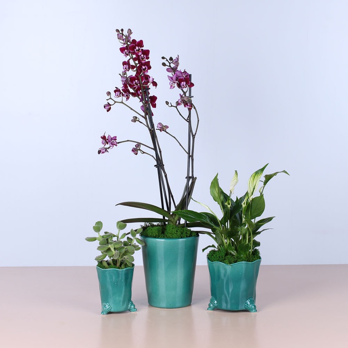 Сет в кашпо "Дом"