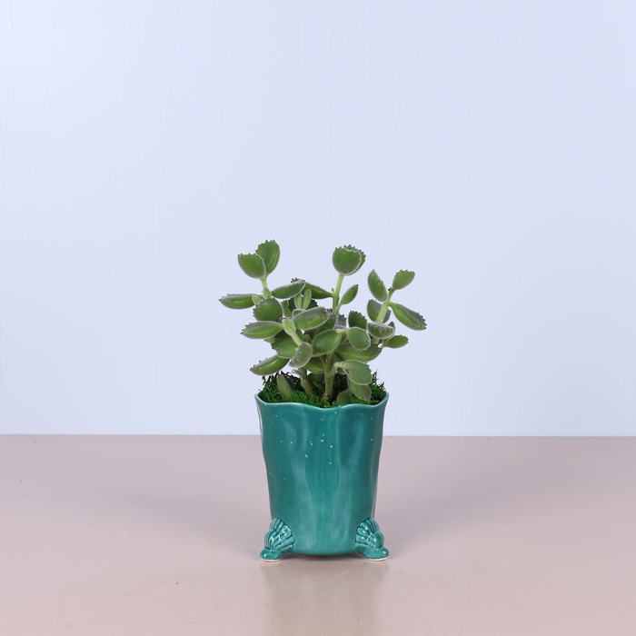 Сет в кашпо "Дом"