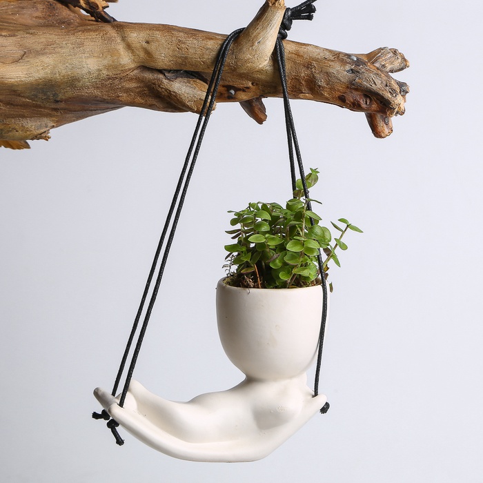 Мікс рослини в кашпо