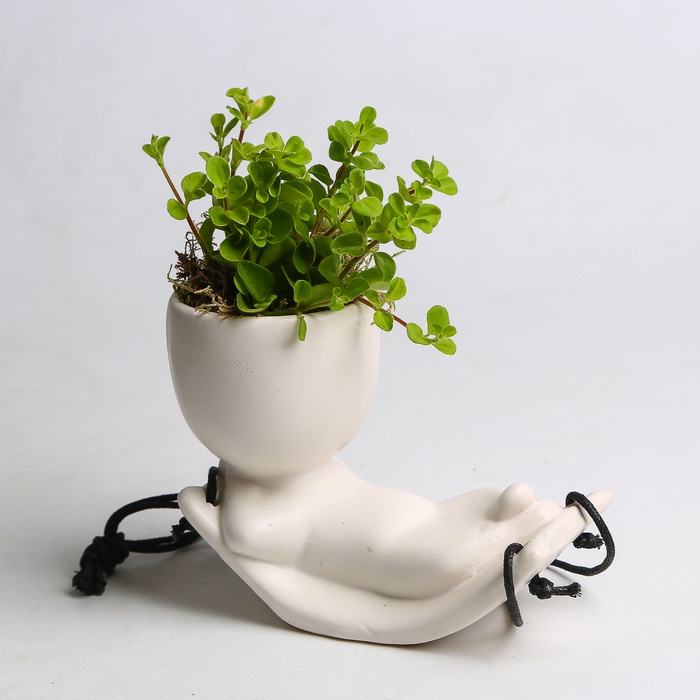 Мікс рослини в кашпо