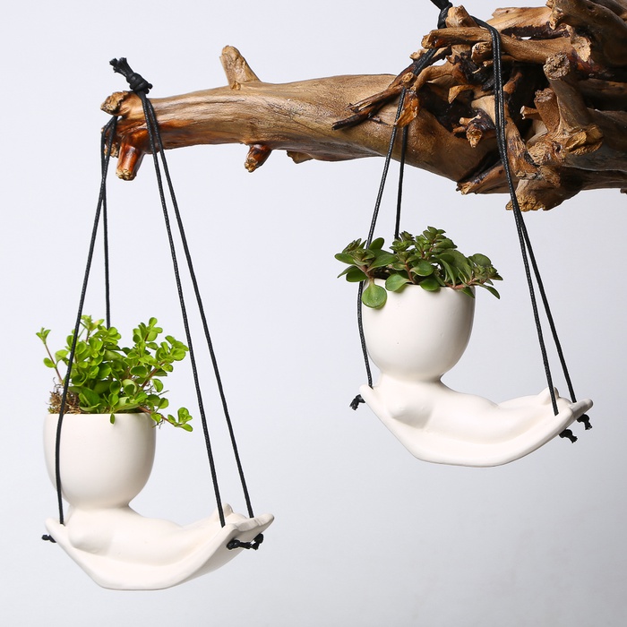 Мікс рослини в кашпо