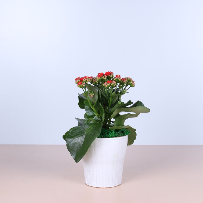 Сет у керамічному кашпо білому "Будинок"