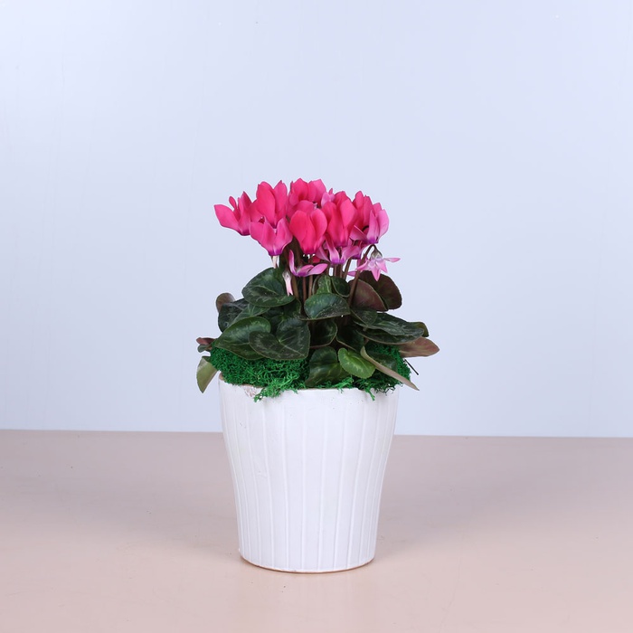 Сет у керамічному кашпо білому "Будинок"