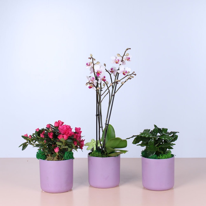 Сет в лавандовому кашпо "Будинок"