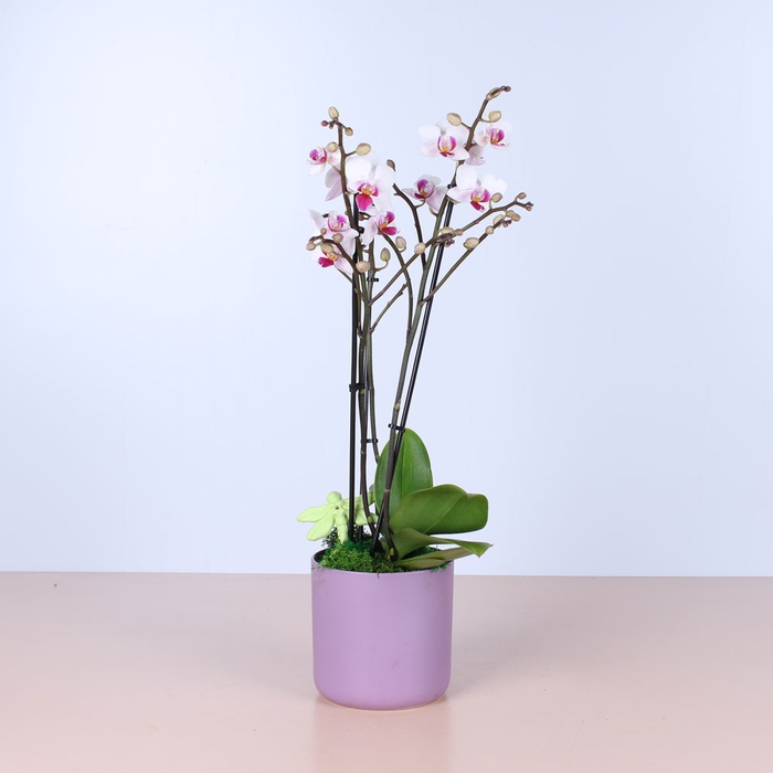 Сет в лавандовому кашпо "Будинок"