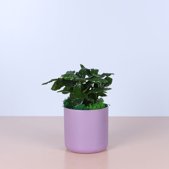 Сет в лавандовому кашпо "Будинок"