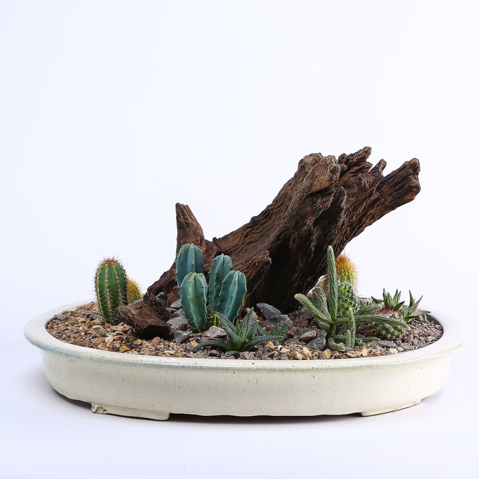 Высадка растений в керамическом кашпо "Сахара"