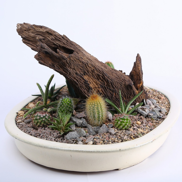 Высадка растений в керамическом кашпо "Сахара"