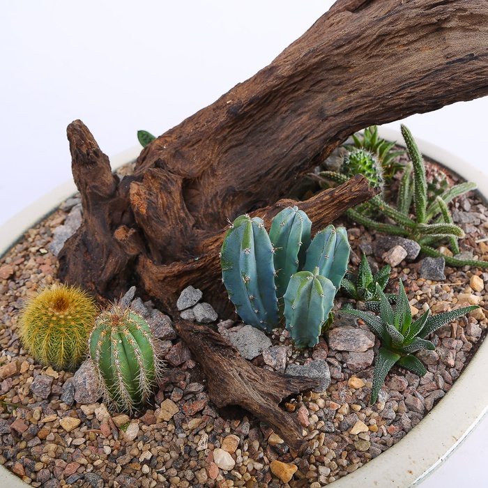 Высадка растений в керамическом кашпо "Сахара"