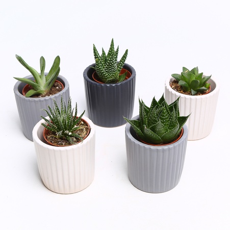 Ечіверія мікс в кашпо