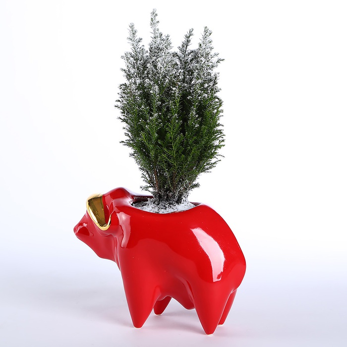 Кашпо Буйвол з кипарисом