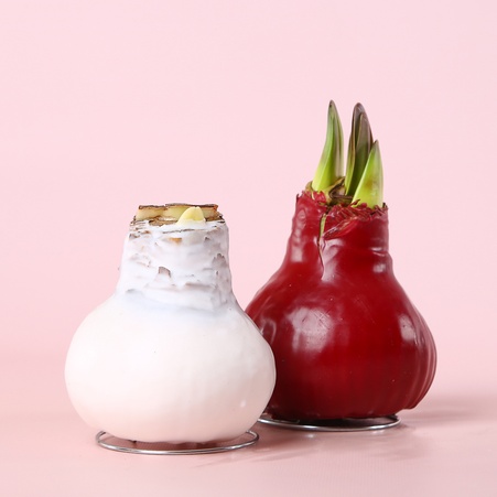 Амариллис в воске микс