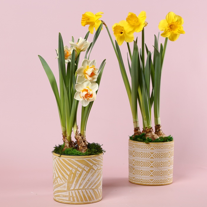 Весняний нарцис у кашпо