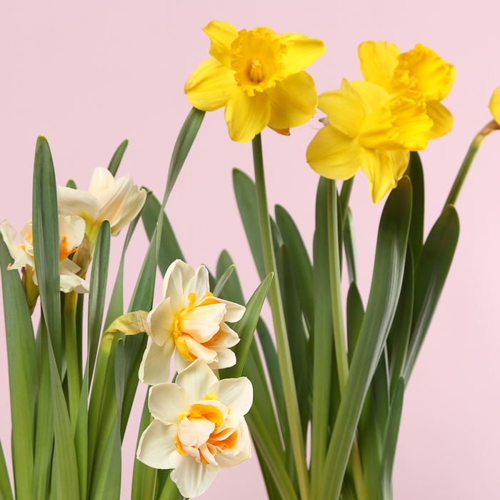 Весняний нарцис у кашпо