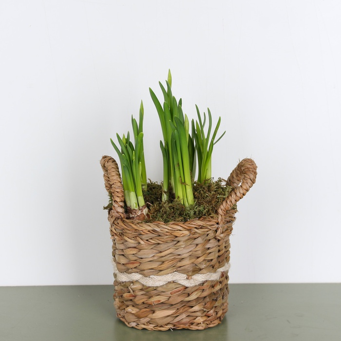 Весняний нарцис у кашпо