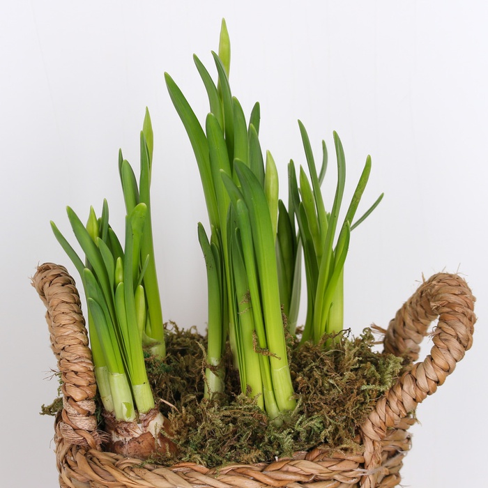 Весняний нарцис у кашпо