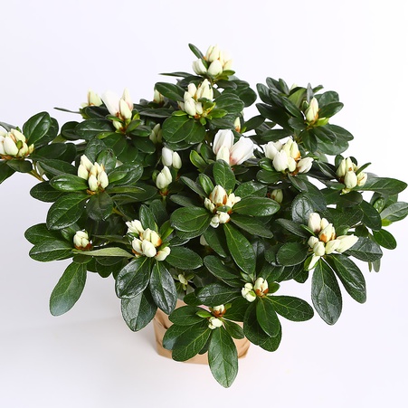 Рододендрон (Азалія) в горшку