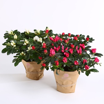 Рододендрон (Азалія) в горшку