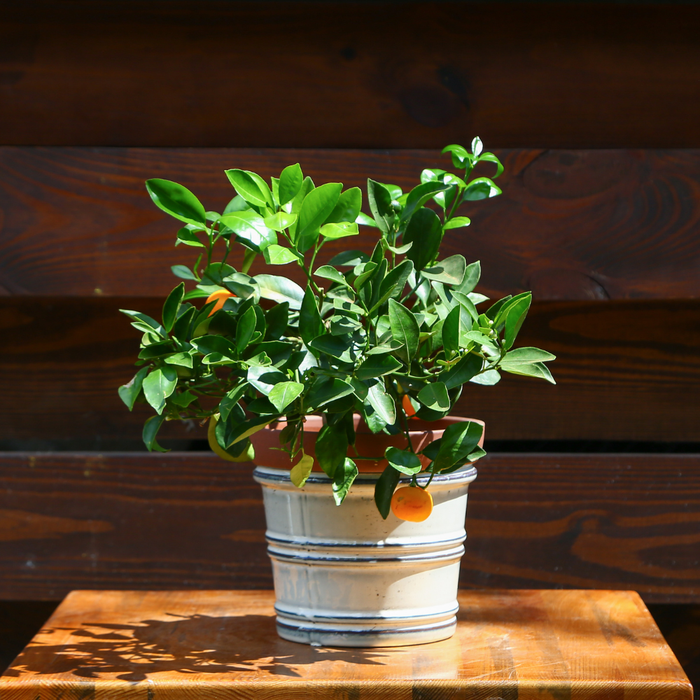 Цитрусовое дерево в горшке, XS