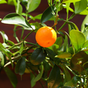 Цитрусовое дерево в горшке, XS