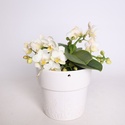 Орхидея мини в горшке