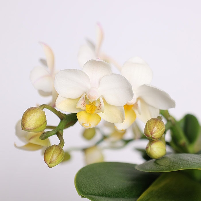 Орхидея мини в горшке