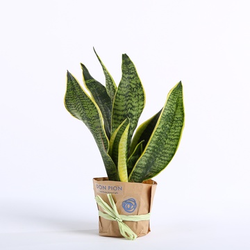 Сансевиерия Футура в горшке