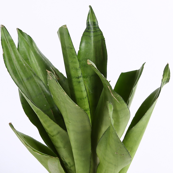 Сансевієрія Муншайн S в горшку