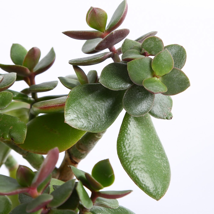 Крассула в горшке