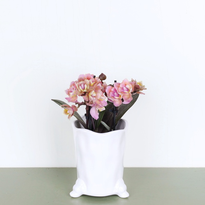 Фаленопсис мини в кашпо