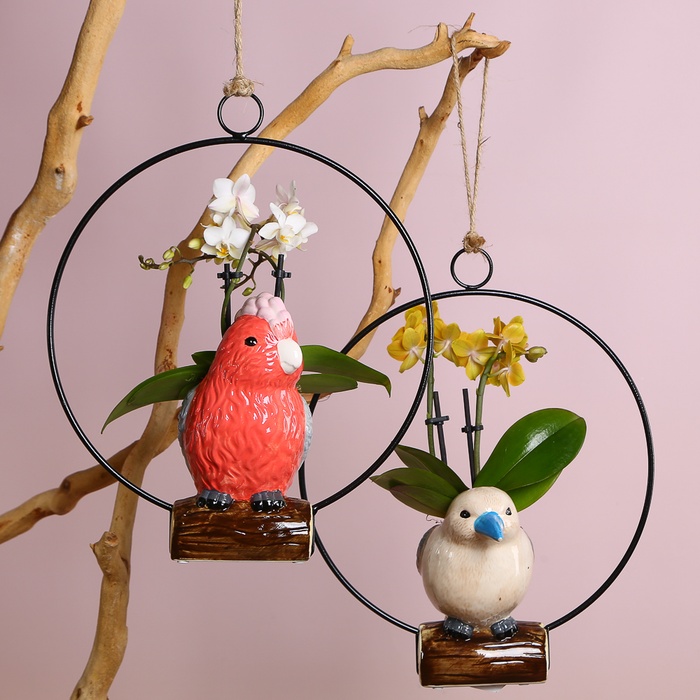 Фаленопсис міні в кашпо