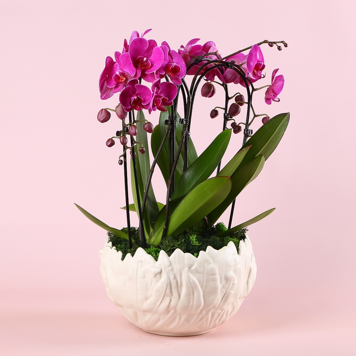 Орхідея Фаленопсис арка у кашпо