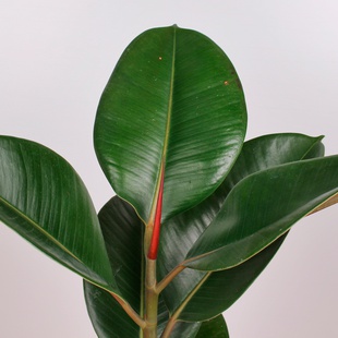 Фікус Робуста у горщику