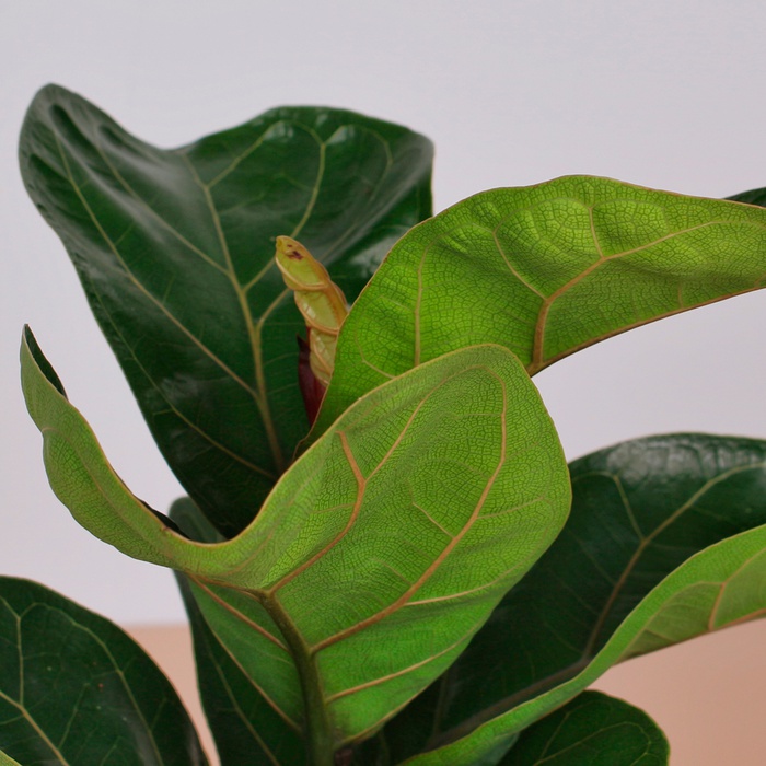 Фікус Лірата у горщику, S