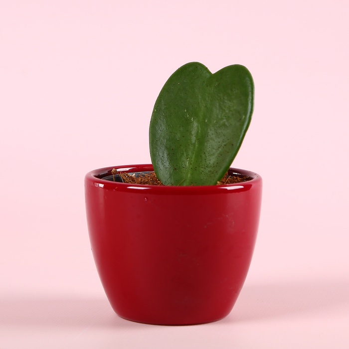 Хойя Керрі сердечко в горщику