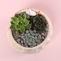 Сукулент мікс в кашпо, M