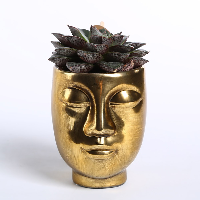 Сукулент мікс в кашпо, M