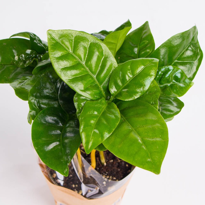 Кава арабіка в горщику, XS